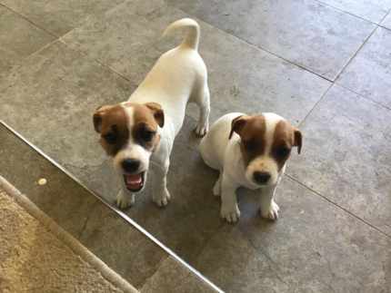 Gumtree hot sale jack russell