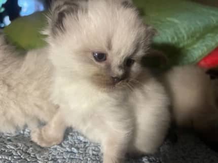 gumtree ragdoll