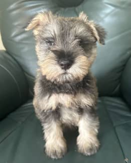 Gumtree miniature hot sale schnauzer