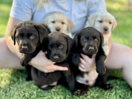 Labrador fashion puppies champdogs