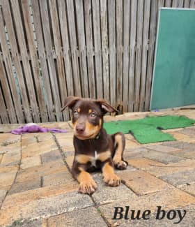 Kelpie best sale puppies gumtree