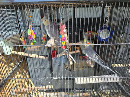 Cockatiel cheap cage gumtree