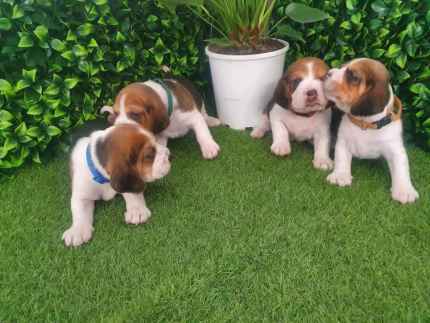 Purebred beagle hot sale puppies