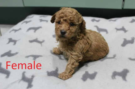 red toy poodle puppies for sale