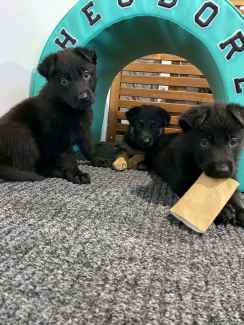 PUREBRED GERMAN SHEPHERD PUPS Dogs Puppies Gumtree Australia