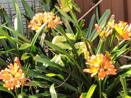 Clivias in orange | Plants | Gumtree Australia Gosford Area - Umina Beach |  1300557531