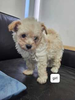 Pomeranian x hot sale toy poodle