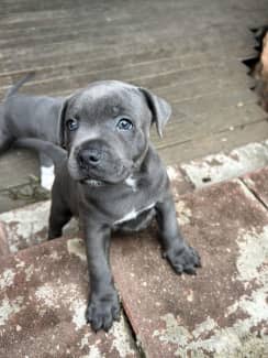 Male cheap blue staffy