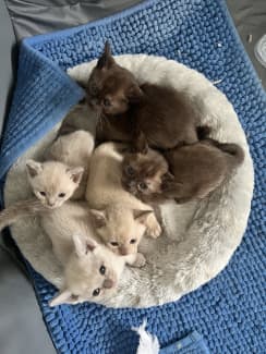 Gumtree store burmese kittens