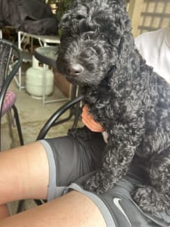 Portuguese water dog sales gumtree