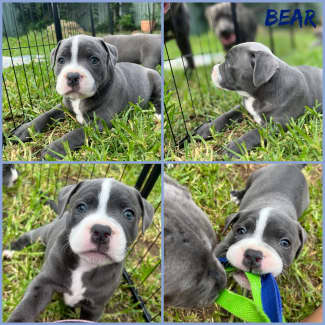 Blue staffy pups for sale hot sale with papers