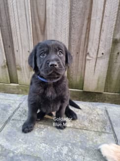 pedigree black lab puppies for sale