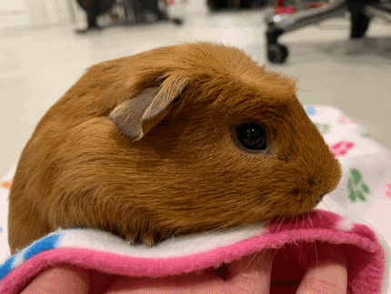 Ginger guinea hot sale pig for sale