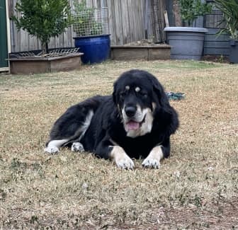 Tibetan store mastiff gumtree