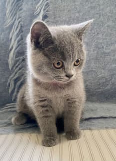 Pure grey hot sale kitten