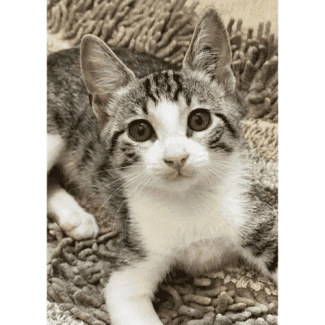 Gumtree best sale kitten adoption