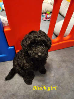 Pure Bred Toy Poodles Only Black Girl