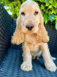 Cocker spaniel puppies shops gumtree