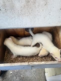 Ferrets for best sale sale gumtree