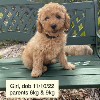 greenfield puppies mini poodles