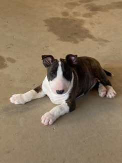 Micro best sale bull terrier