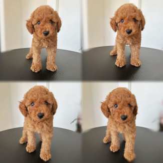 Maltipoo gumtree hot sale