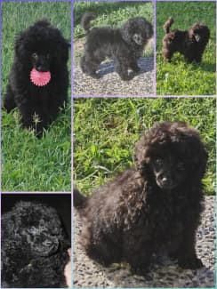 Toy 2024 poodle gumtree