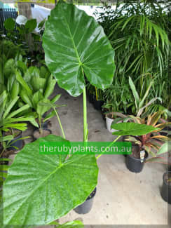 Elephant ear /  tall / 20cm pot / Holland Park West |  Plants | Gumtree Australia Brisbane South West - Holland Park West |  1305911592