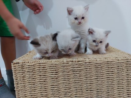 Gumtree ragdoll outlet
