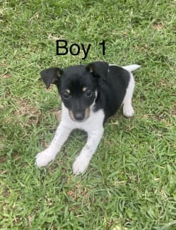 mini fox terrier for sale gumtree