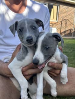 Gumtree sales whippet puppies