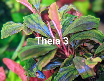 水草 Bucephalandra Red waltz Bucephalandra Red waltz