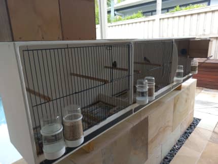 Budgie breeding hot sale cages gumtree