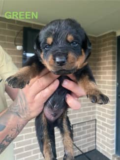 Purebred best sale german rottweiler