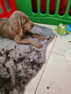 Weimaraner store puppies gumtree