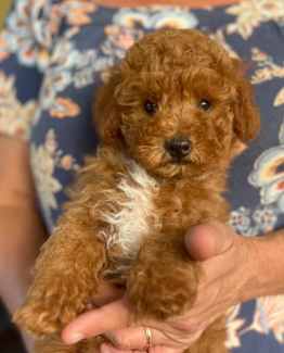 Gumtree best sale toy cavoodle