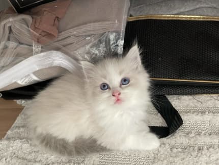 Ragdoll best sale cats gumtree