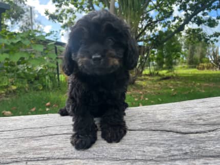 Gumtree best sale cavoodle puppies