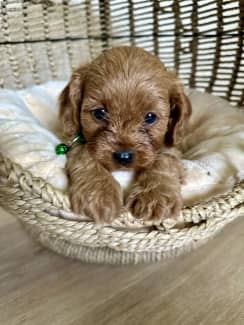 Toy 2025 cavoodle gumtree