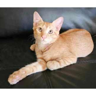 Kitten for adoption hot sale gumtree