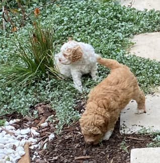 Lagotto hot sale romagnolo gumtree