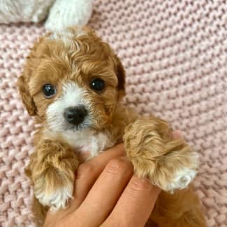 how do you potty train a cavoodle puppy