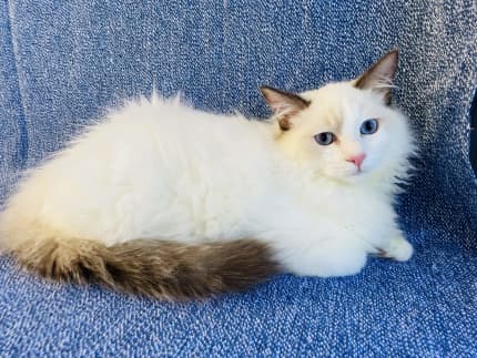 Registered best sale ragdoll breeders