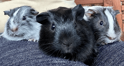 Dalmatian guinea sale pig for sale