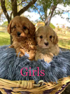 Cavoodle puppies for fashion gumtree