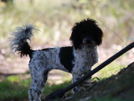 Gumtree lagotto hot sale