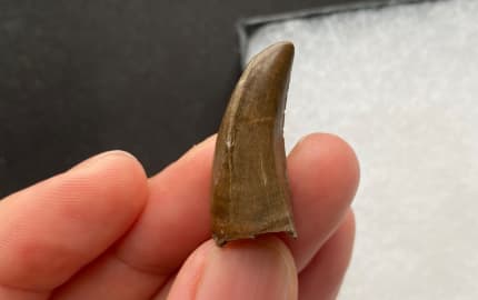 authentic trex tooth