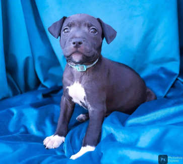 American 2024 staffy gumtree