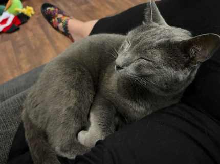 Russian blue hot sale gumtree