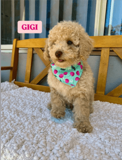 Purebred Miniature Poodle Puppies Dogs Puppies Gumtree Australia Swan Area Henley Brook 1328938851